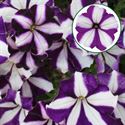 Bild von Petunia P12 Swirl violet